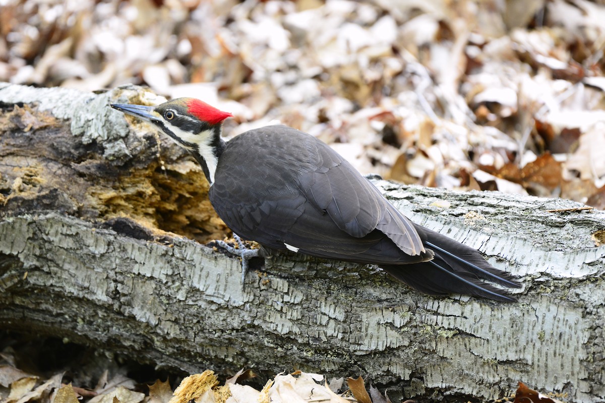 Pileated Woodpecker - ML569929081