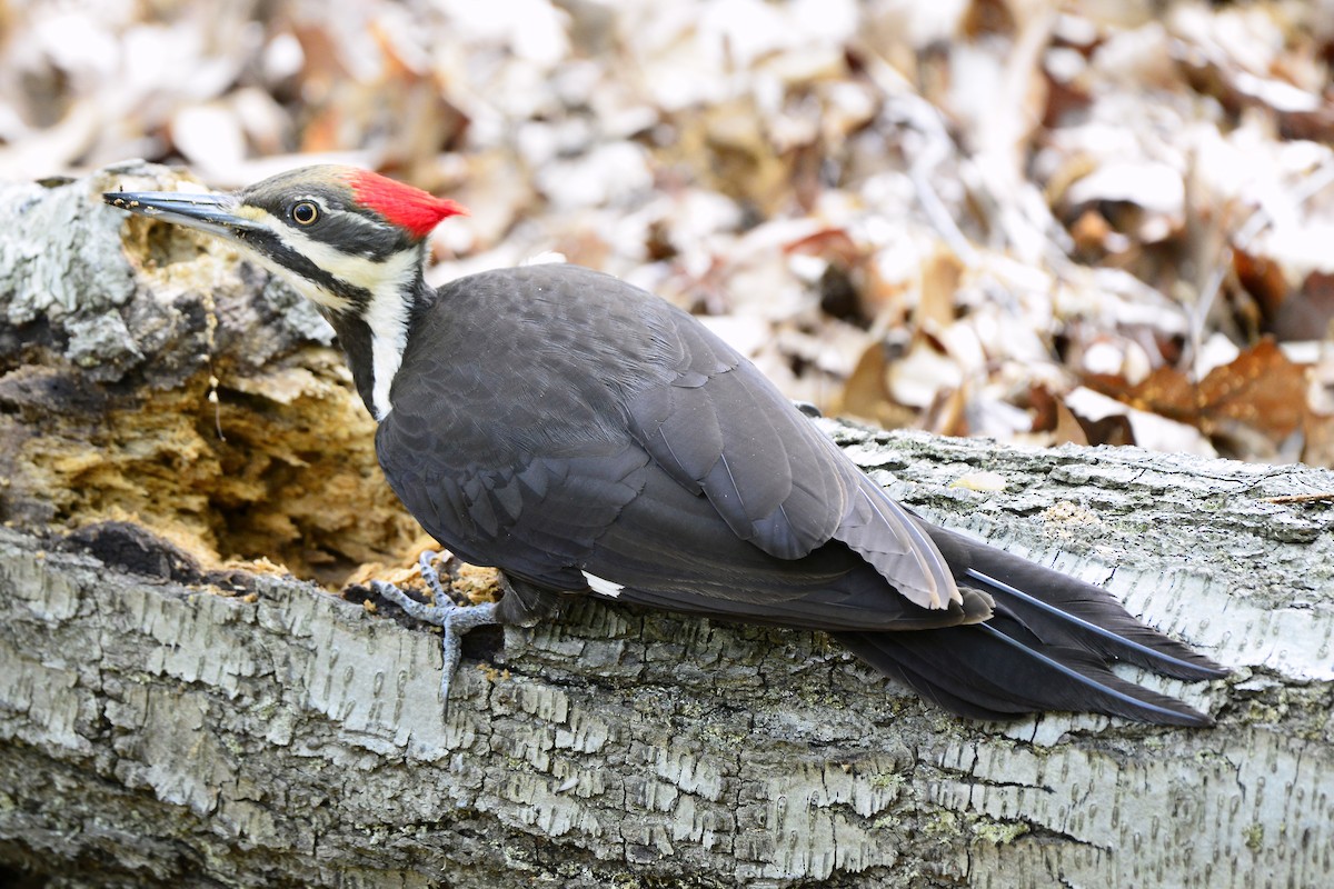 Pileated Woodpecker - ML569929091