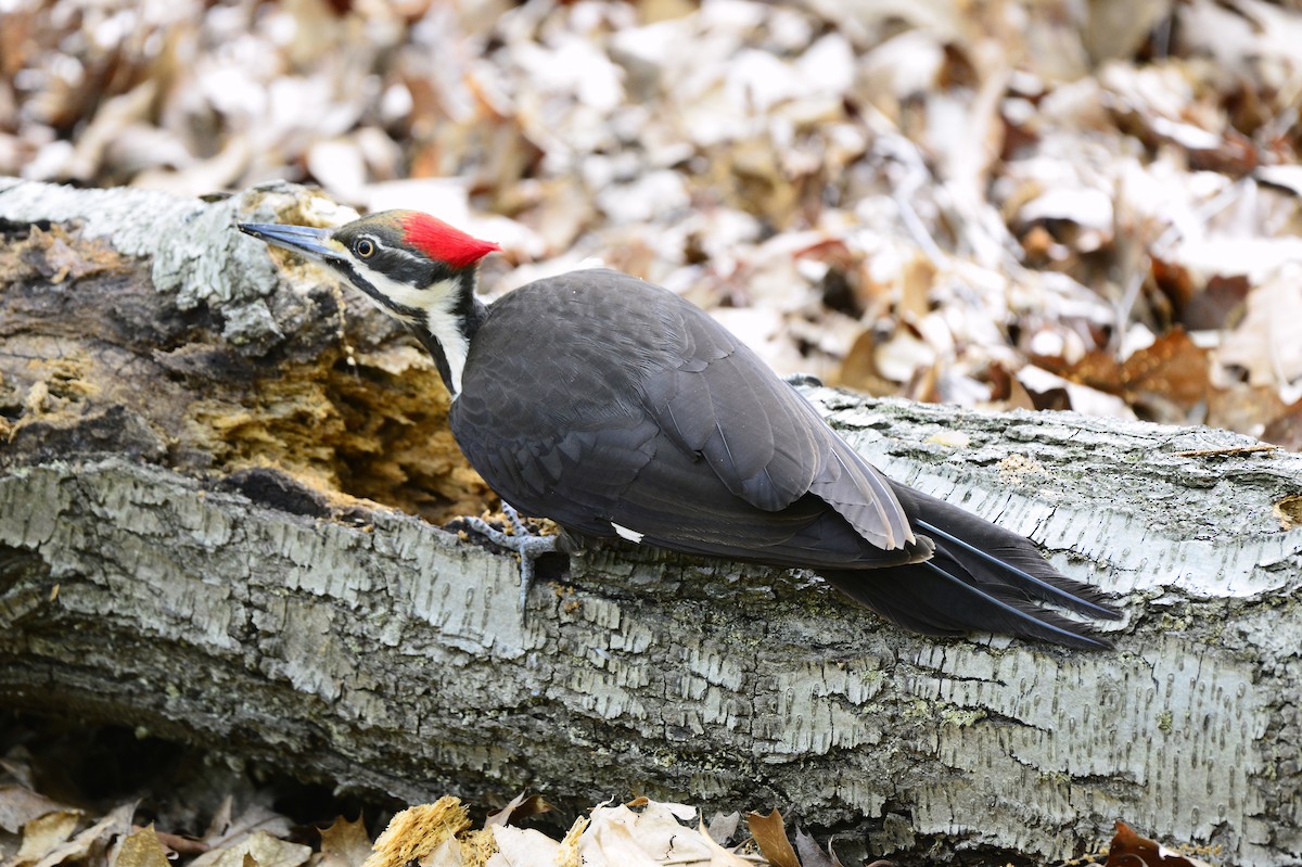 Pileated Woodpecker - ML569929101
