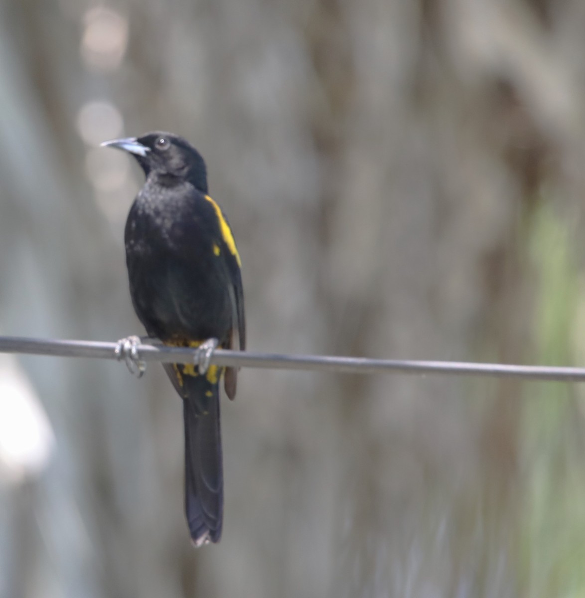 Cuban Oriole - ML569929891