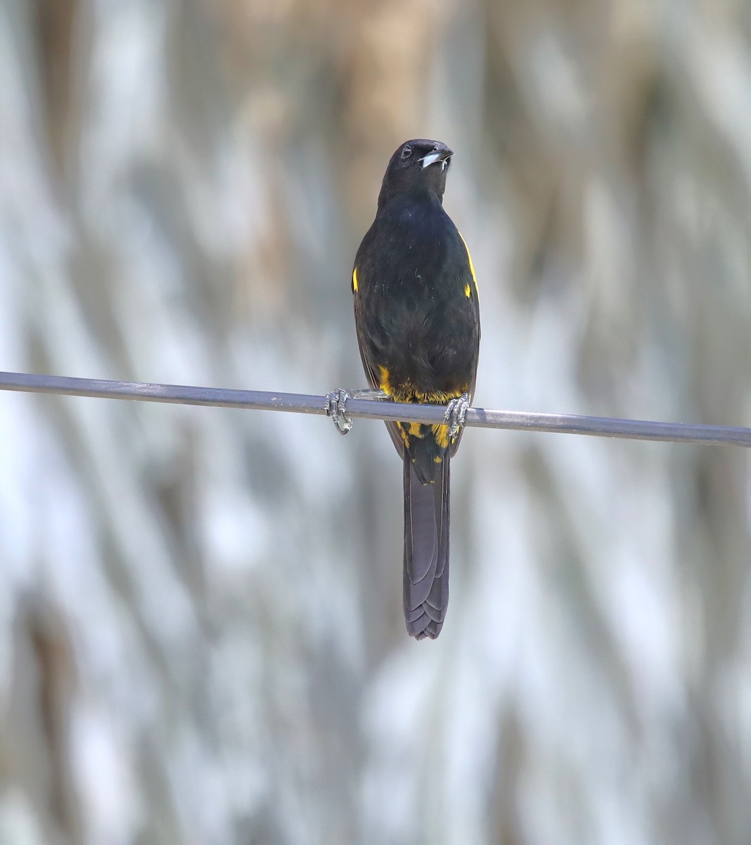 Cuban Oriole - ML569929901