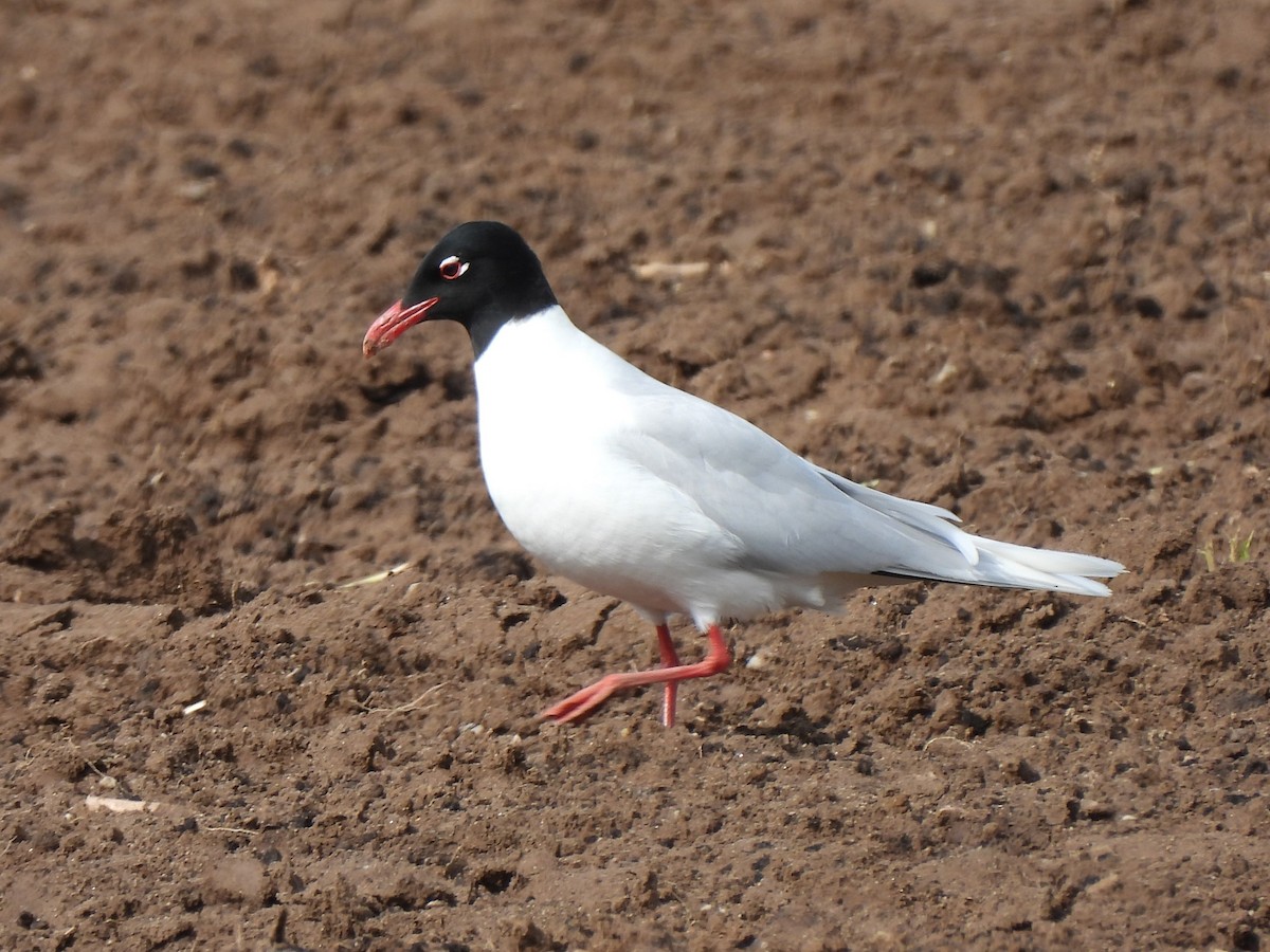 Mediterranean Gull - ML569929961