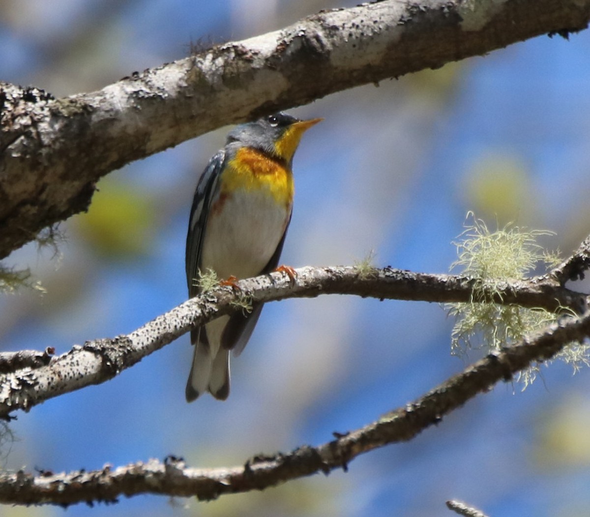 Northern Parula - ML569930521
