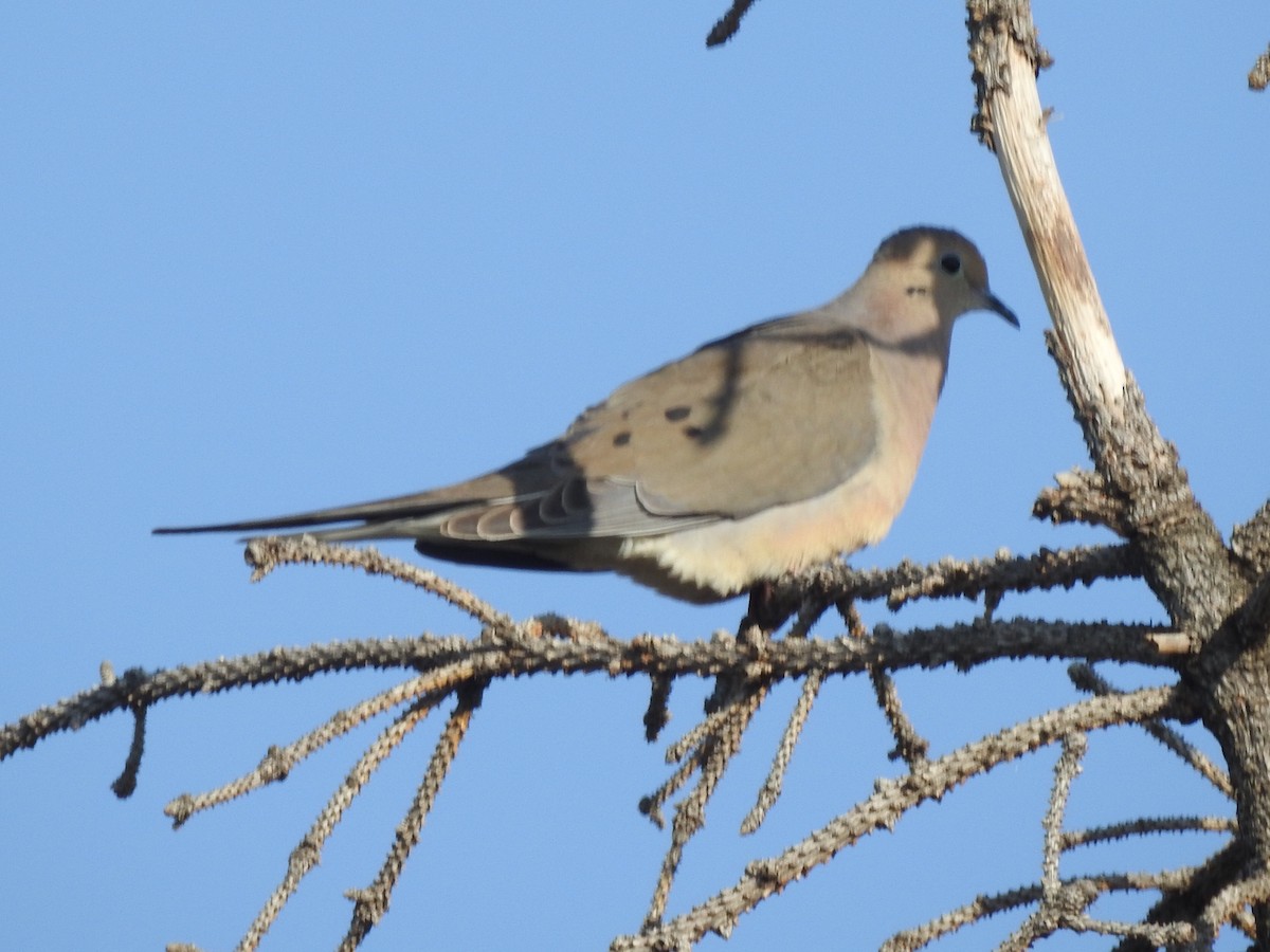 Mourning Dove - ML569931081