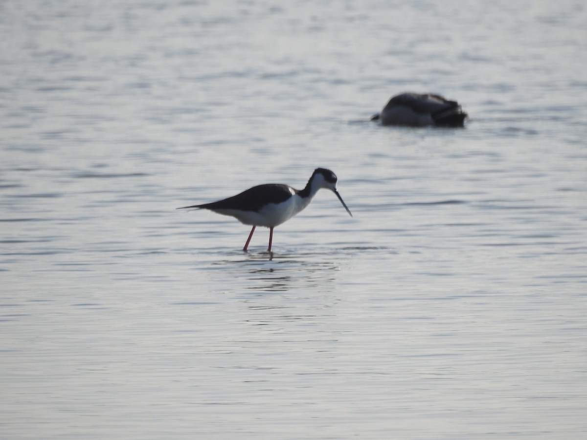 Black-necked Stilt - ML569931151