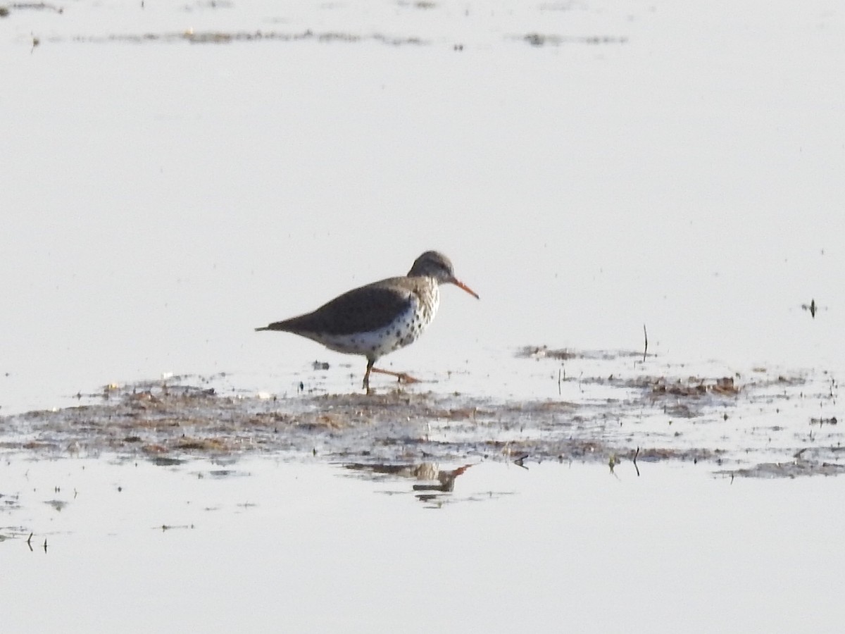 Spotted Sandpiper - ML569931221