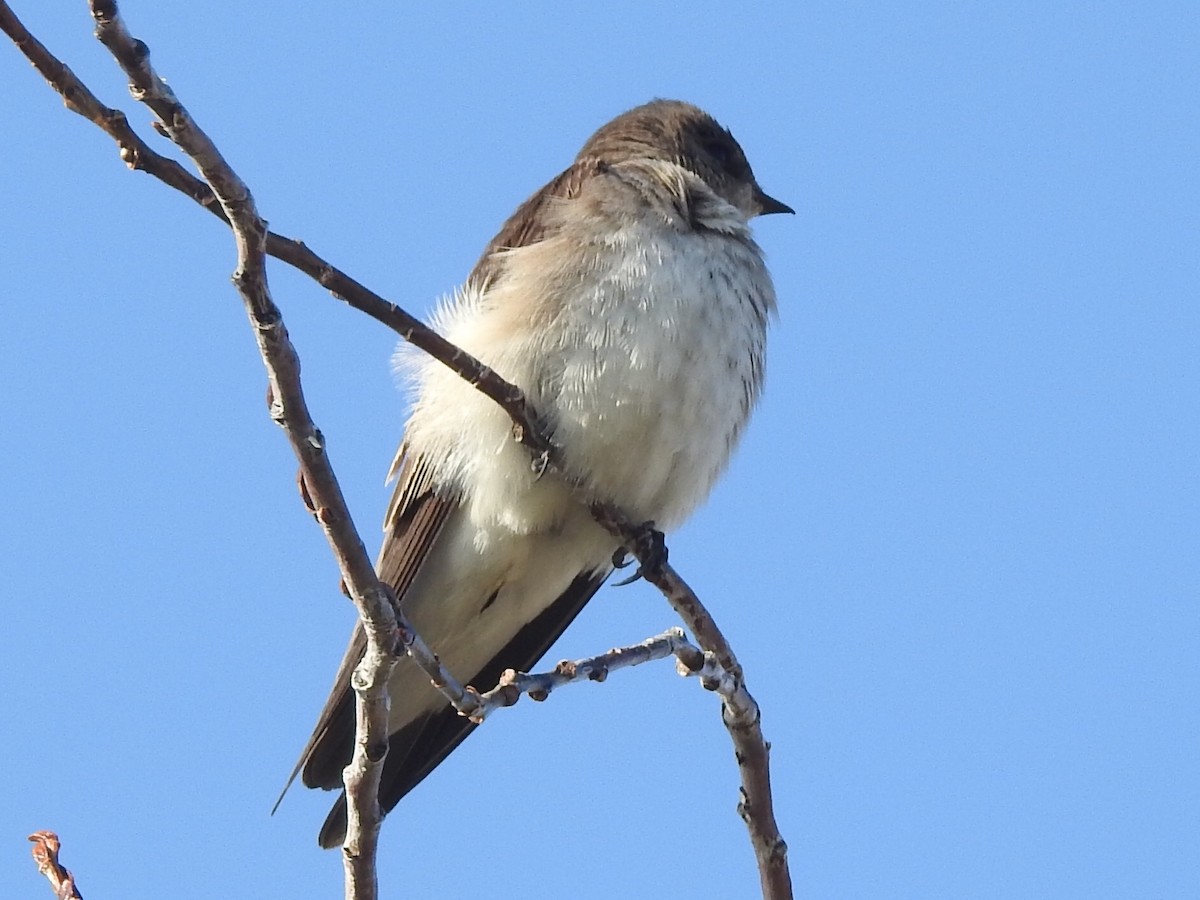 Hirondelle à ailes hérissées - ML569931291