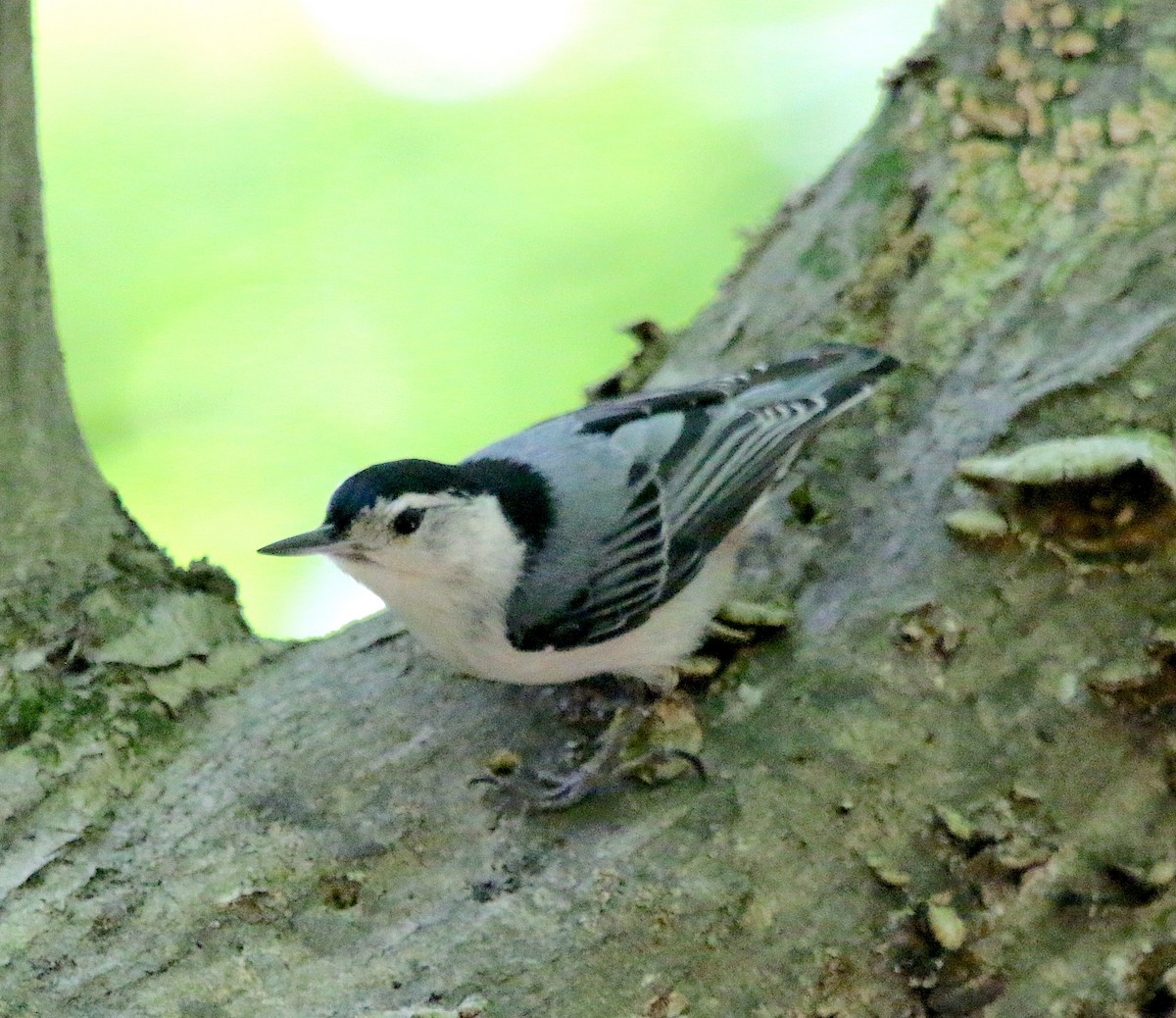 White-breasted Nuthatch - ML569932111