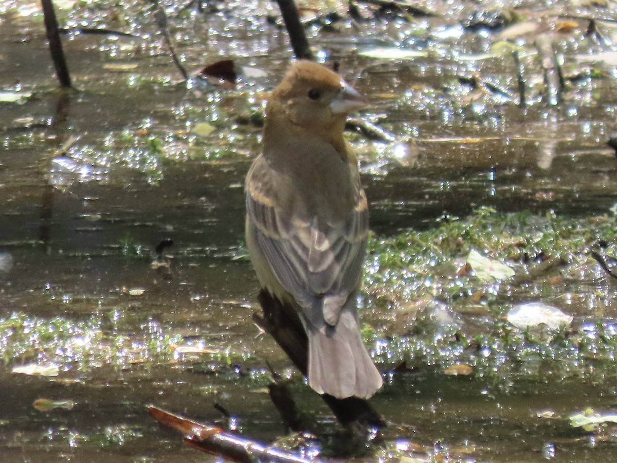 Blue Grosbeak - ML569932221