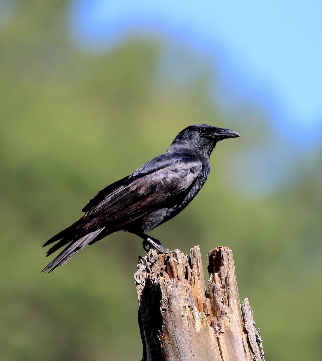 Fish Crow - ML569932781