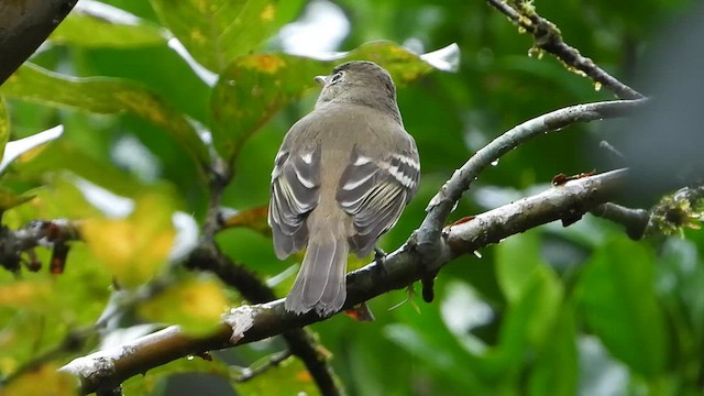 White-crested Elaenia - ML569933181