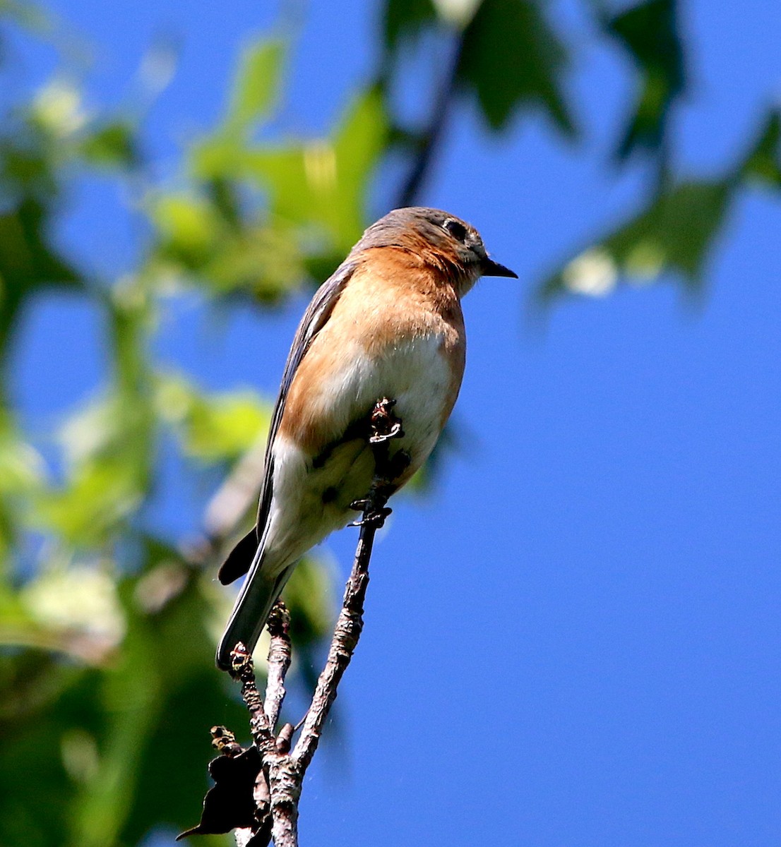 Eastern Bluebird - Lori White