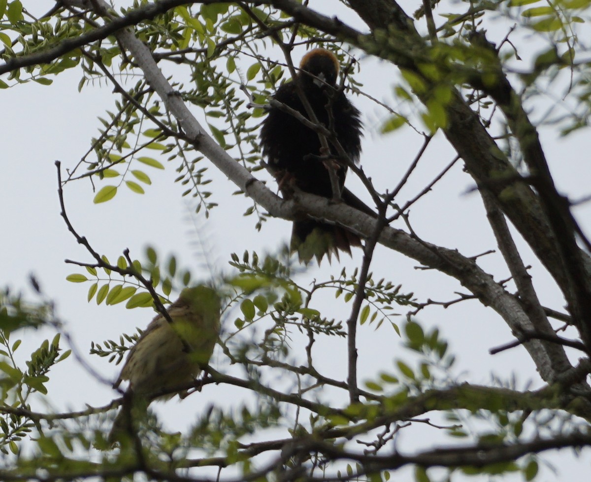 Bobolink - Melody Ragle