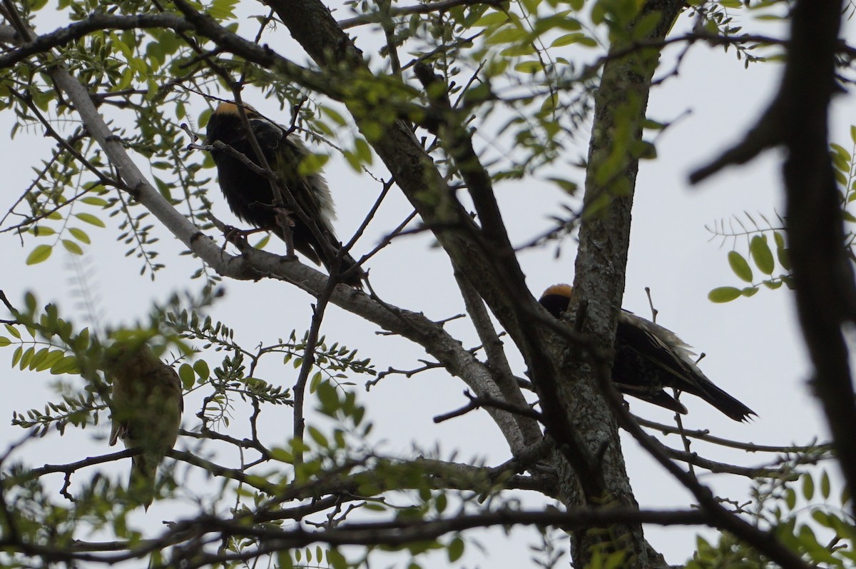 bobolink americký - ML569933361