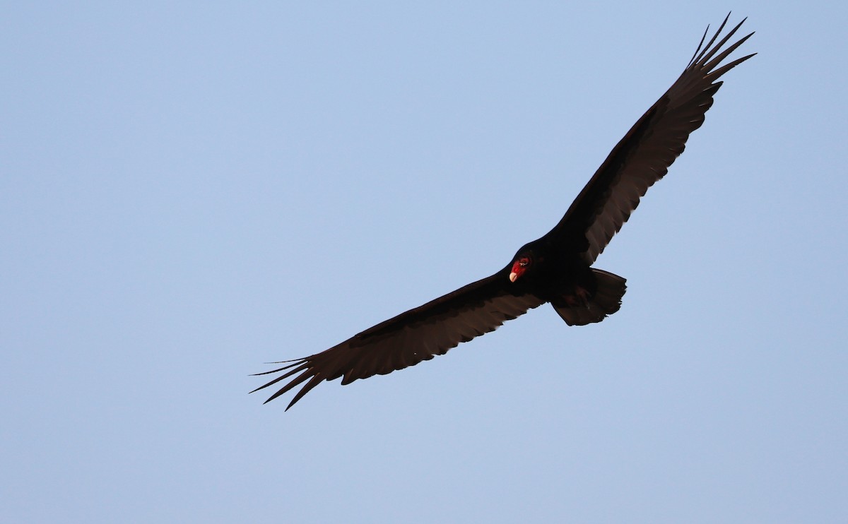 Turkey Vulture - ML569933661