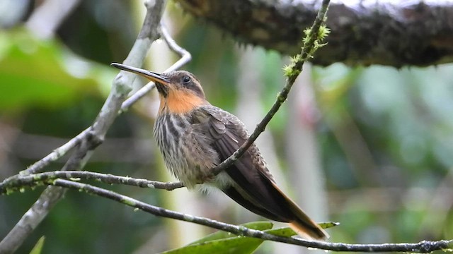 Saw-billed Hermit - ML569934111