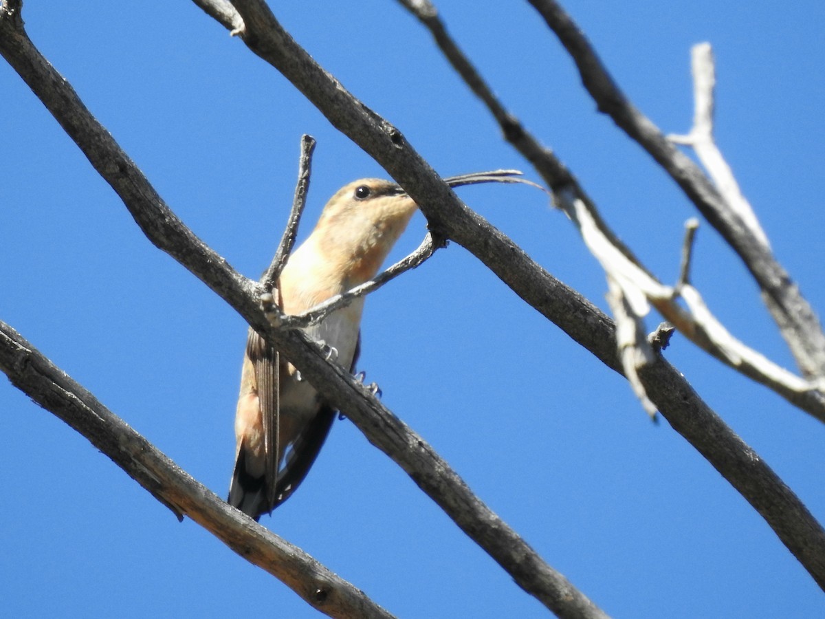 Colibrí Luminoso - ML569936241