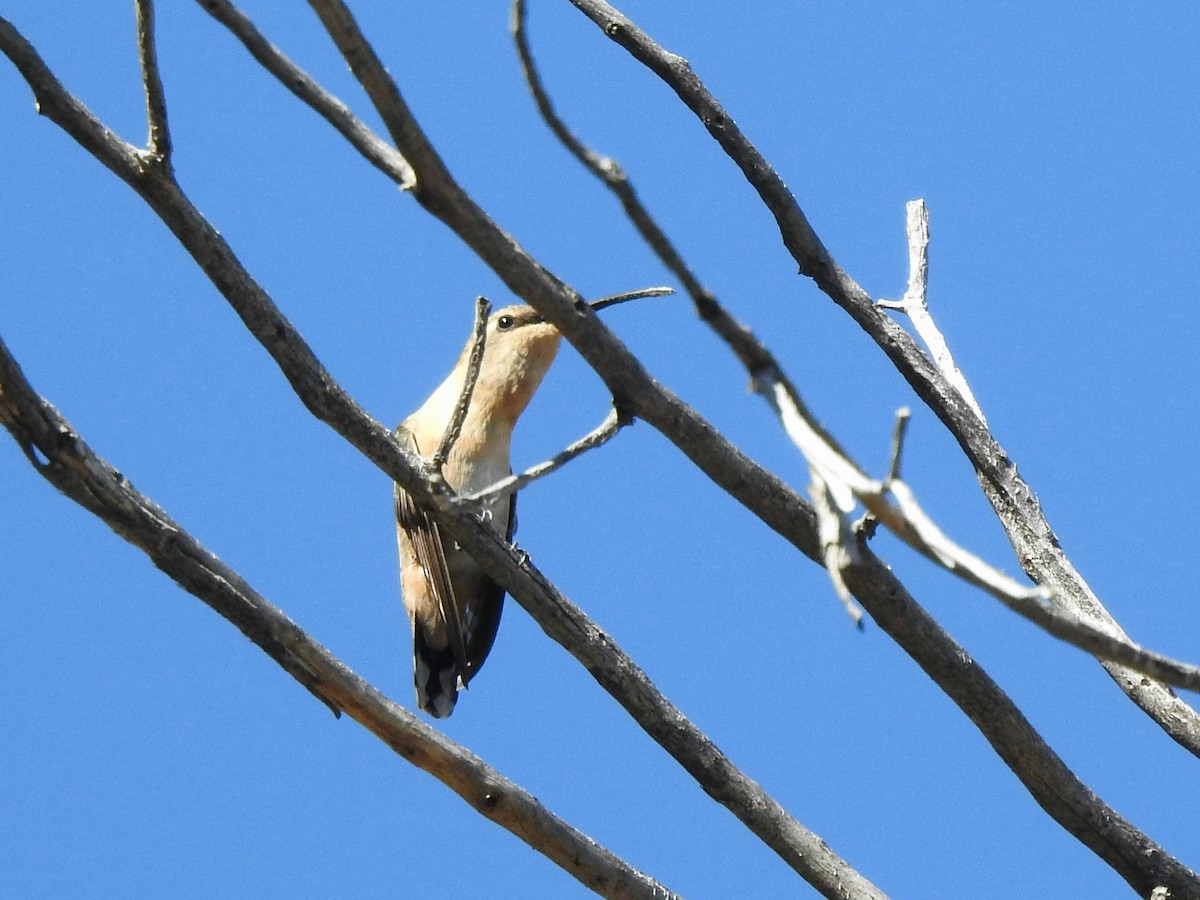 Lucifer Hummingbird - Joel Gilb