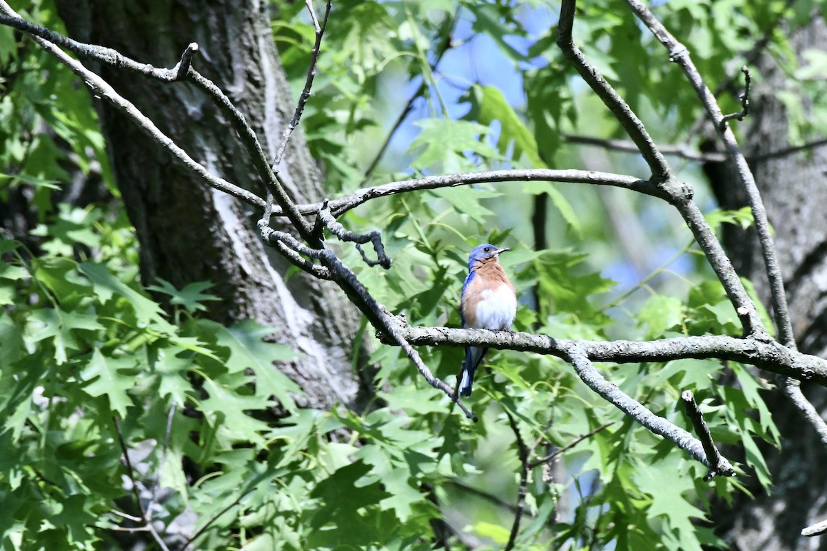 Eastern Bluebird - Lou Horwitz