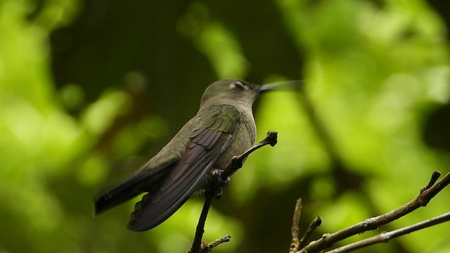 Colibri vert et gris - ML569938001