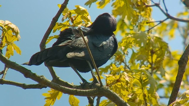 Boat-tailed Grackle - ML569938551