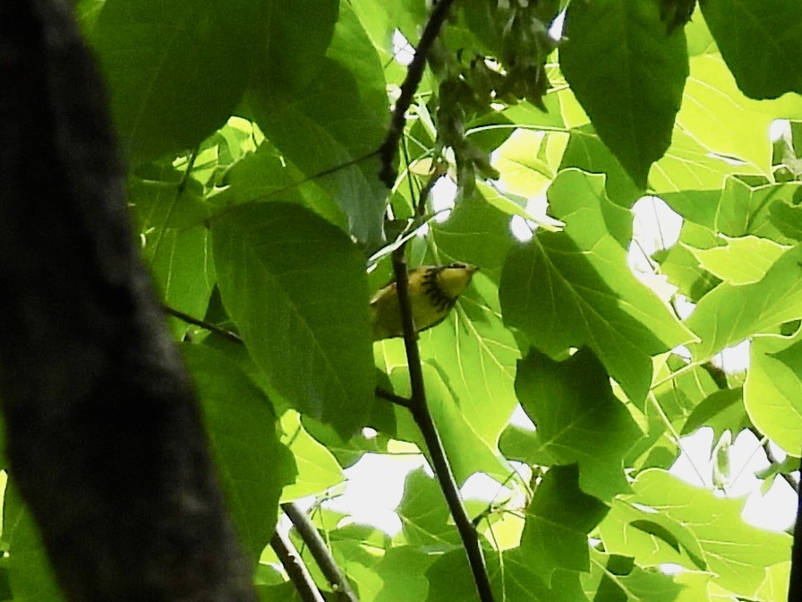 Canada Warbler - ML569941151