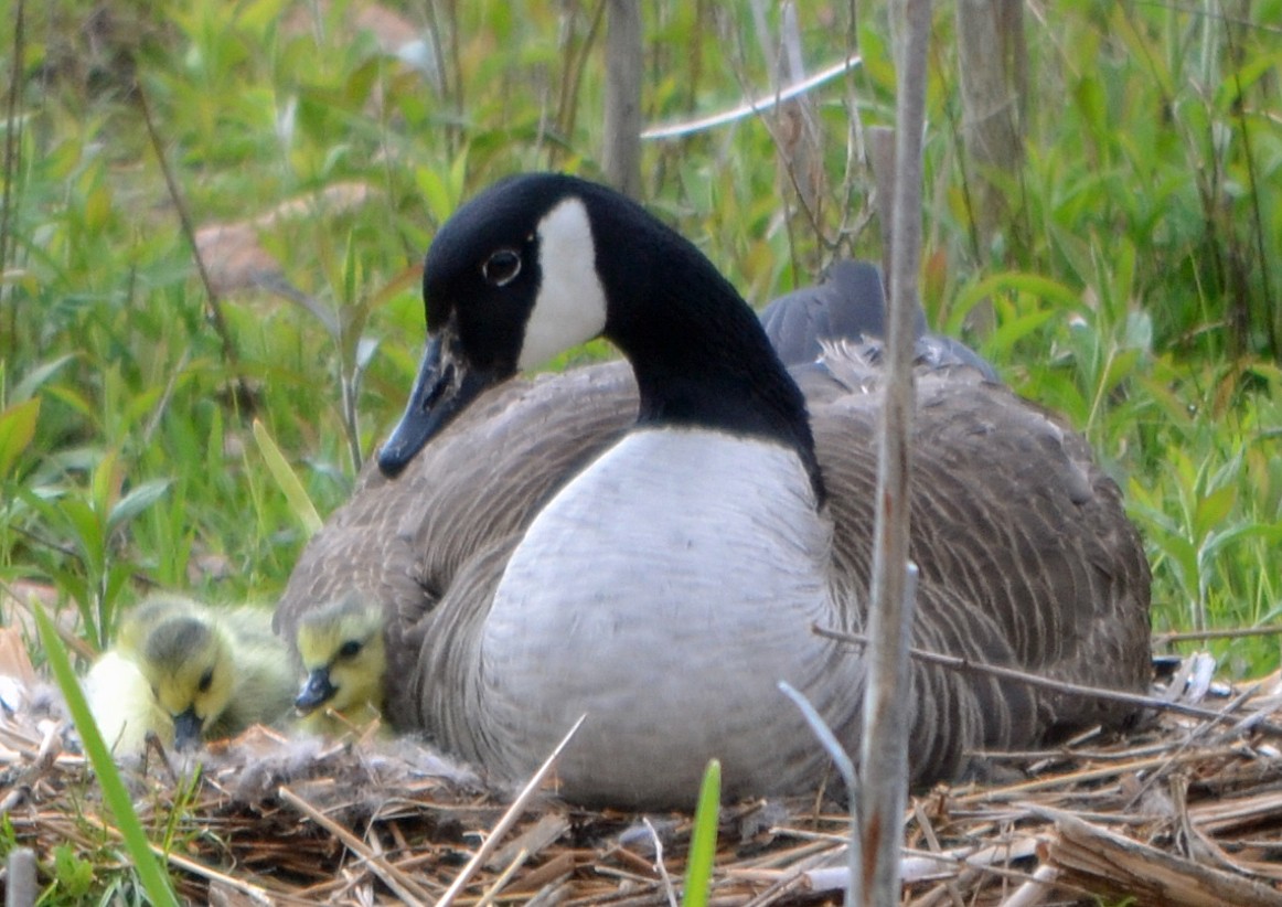 Canada Goose - Michael J Good