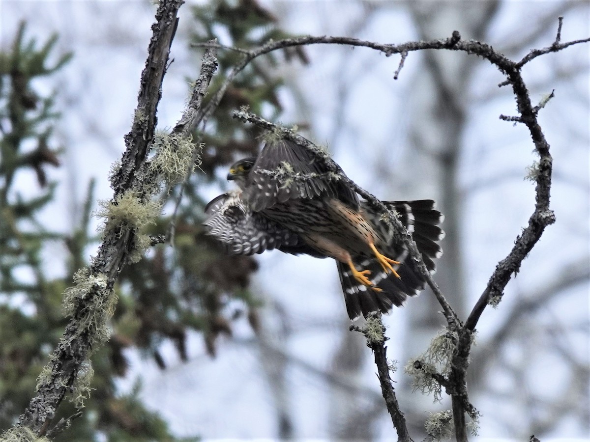 Merlin - Bob Saunders