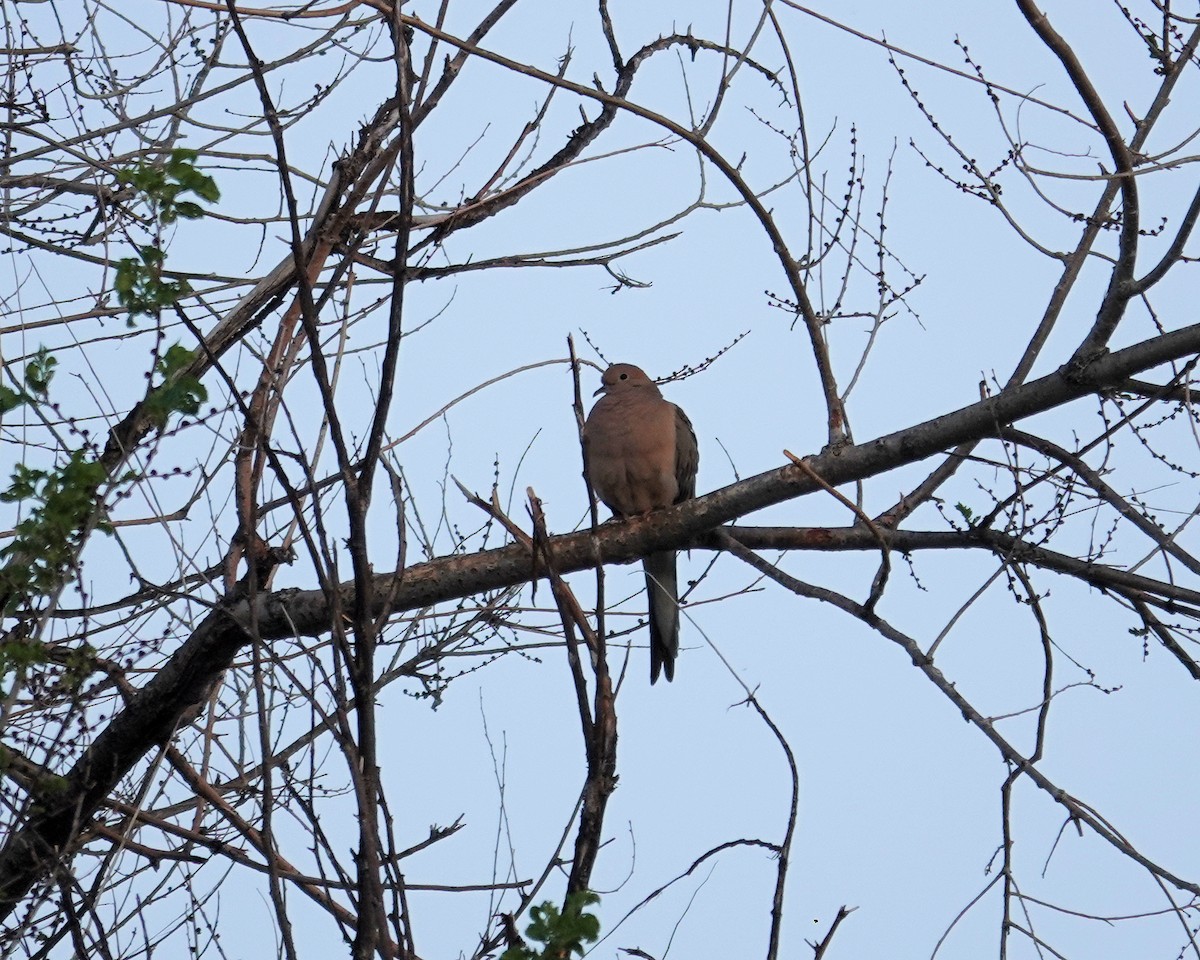 Mourning Dove - ML569943541