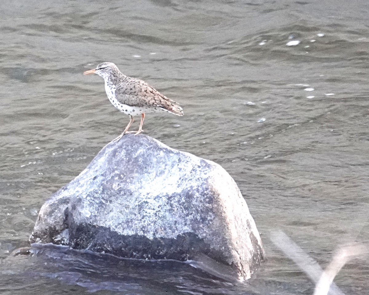 Spotted Sandpiper - ML569943591