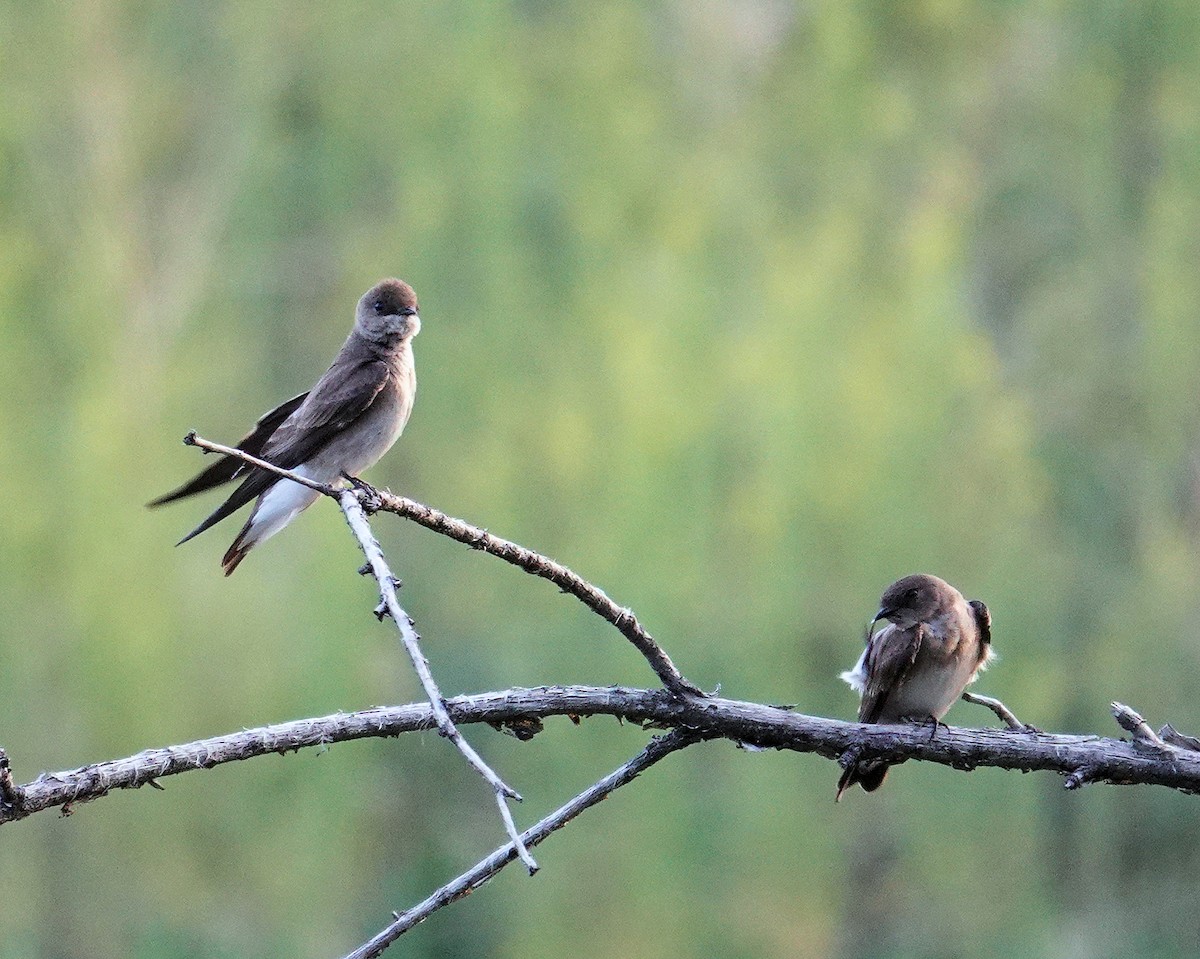 Northern Rough-winged Swallow - ML569943741