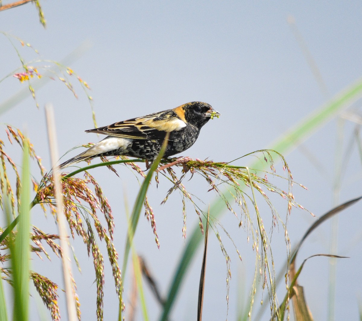 Bobolink - ML569944861