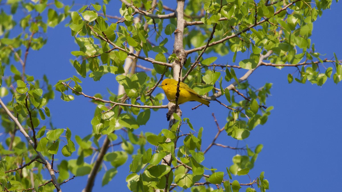 Yellow Warbler - Brian Rusnica