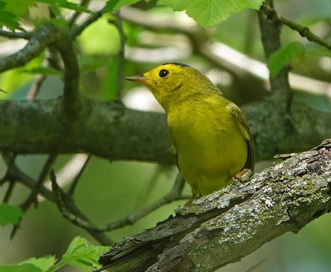 Wilson's Warbler - ML569945541