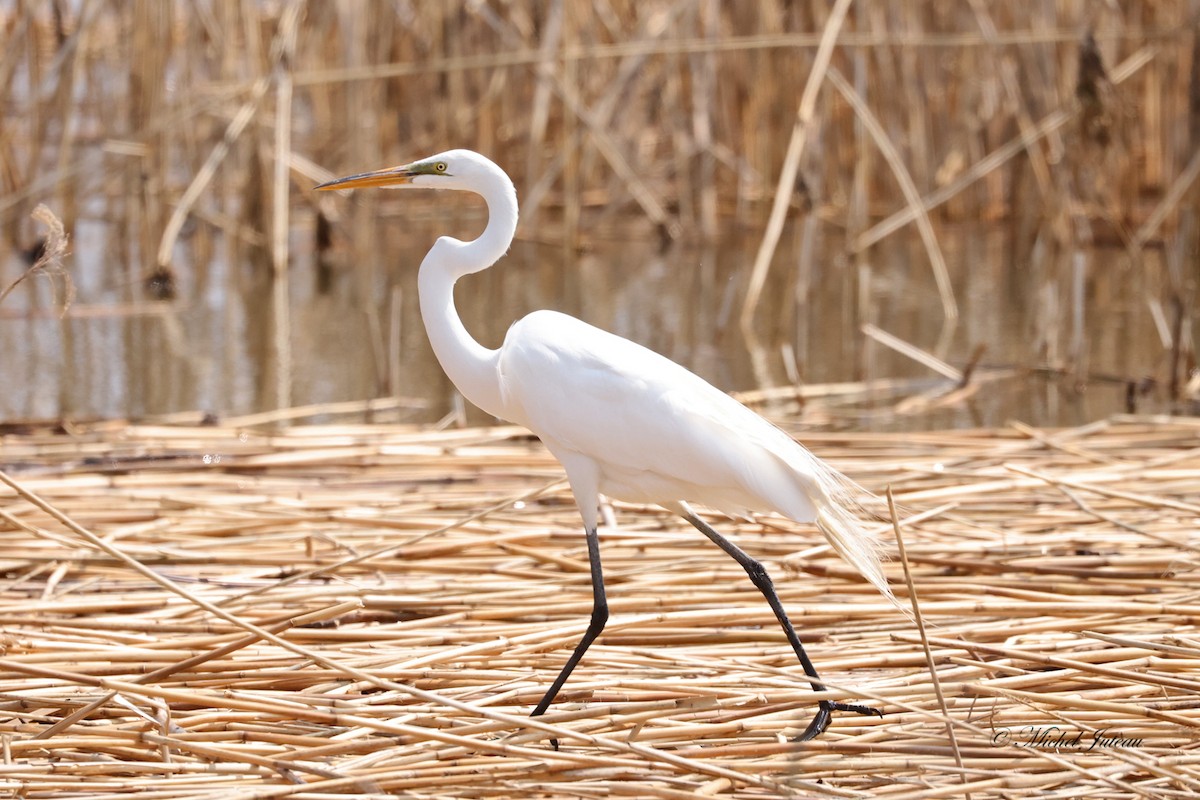 Great Egret - ML569945701