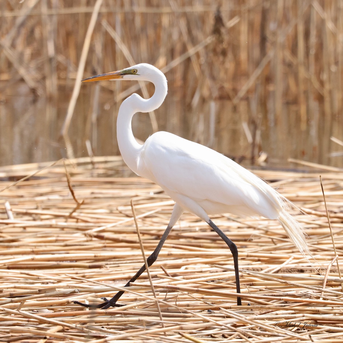 Great Egret - Michel Juteau