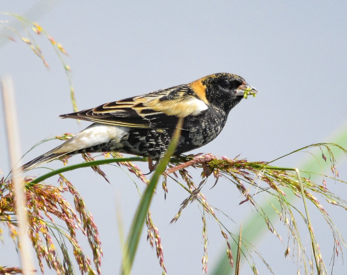 Bobolink - ML569947231