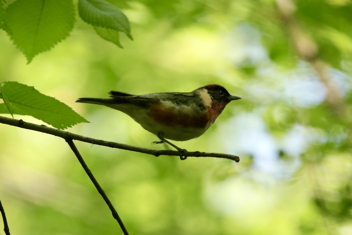 Bay-breasted Warbler - ML569948661