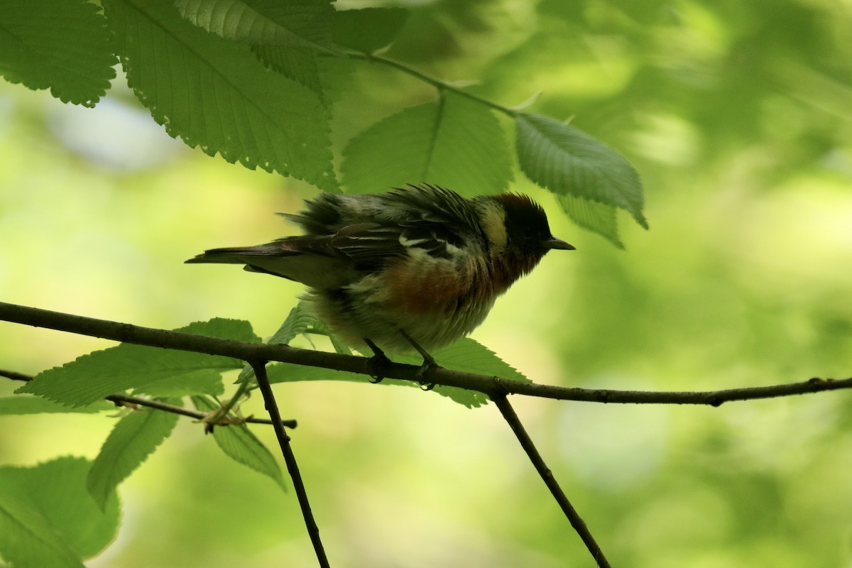 Bay-breasted Warbler - ML569948671