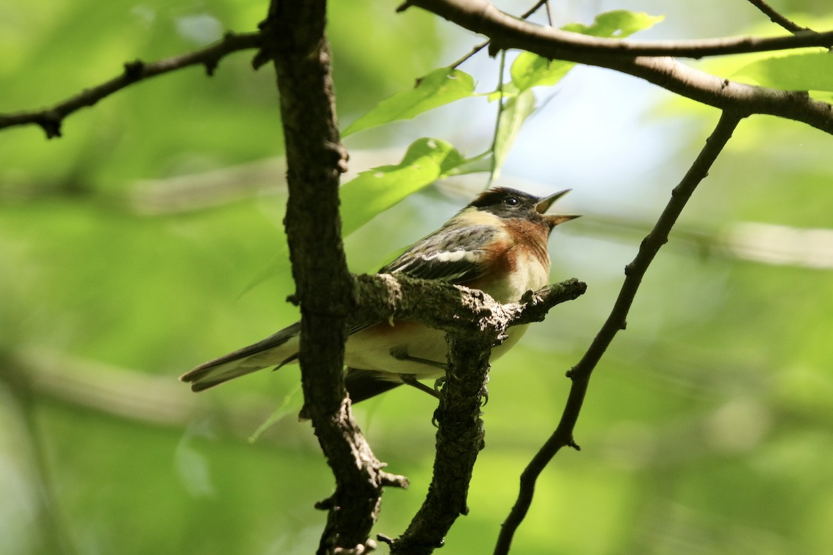Bay-breasted Warbler - ML569948681