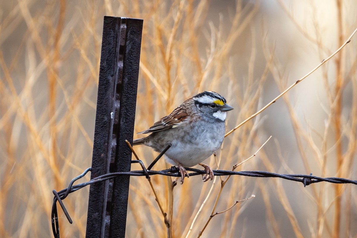 White-throated Sparrow - ML569952471