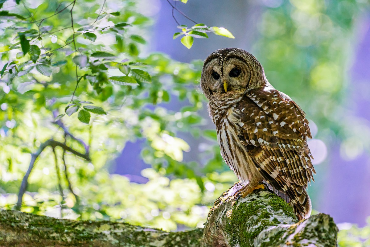 Barred Owl - ML569952661