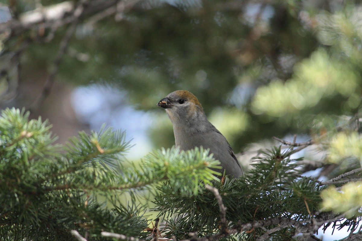 Pine Grosbeak - ML569954851