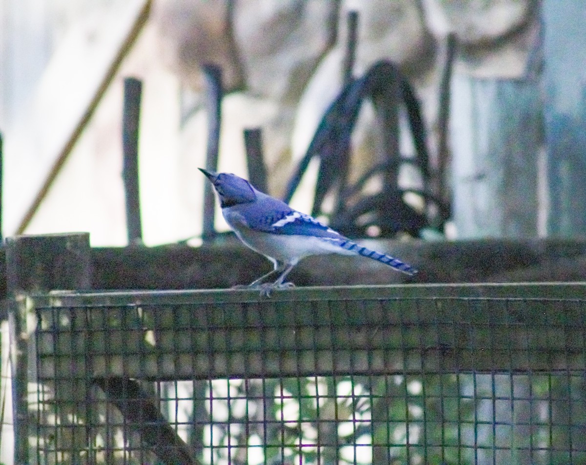 Blue Jay - ML569955441