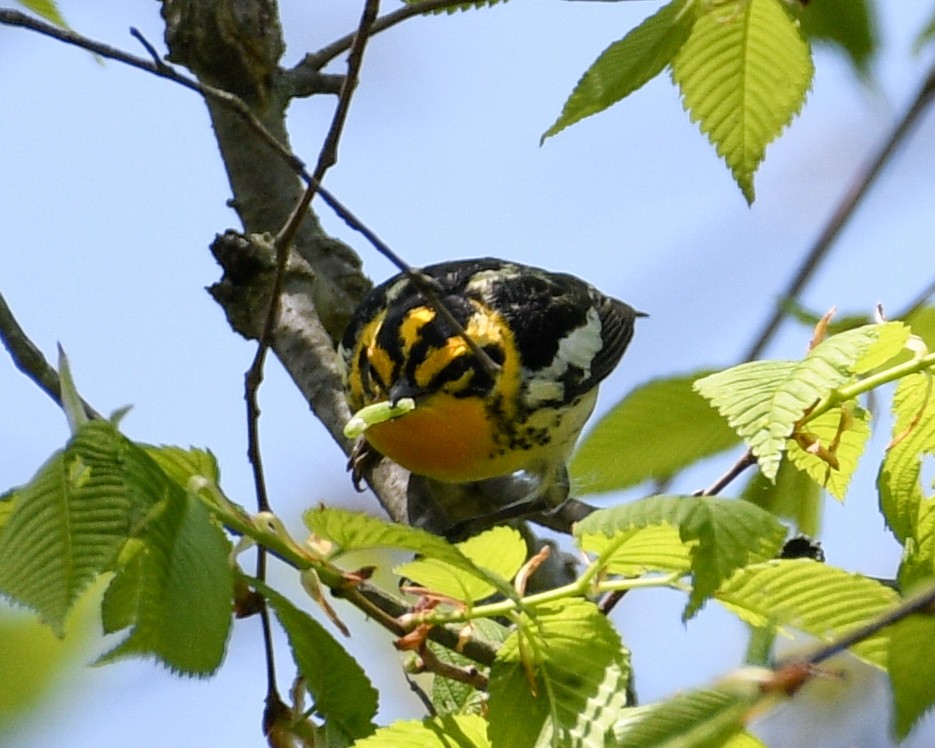 Blackburnian Warbler - ML569955581