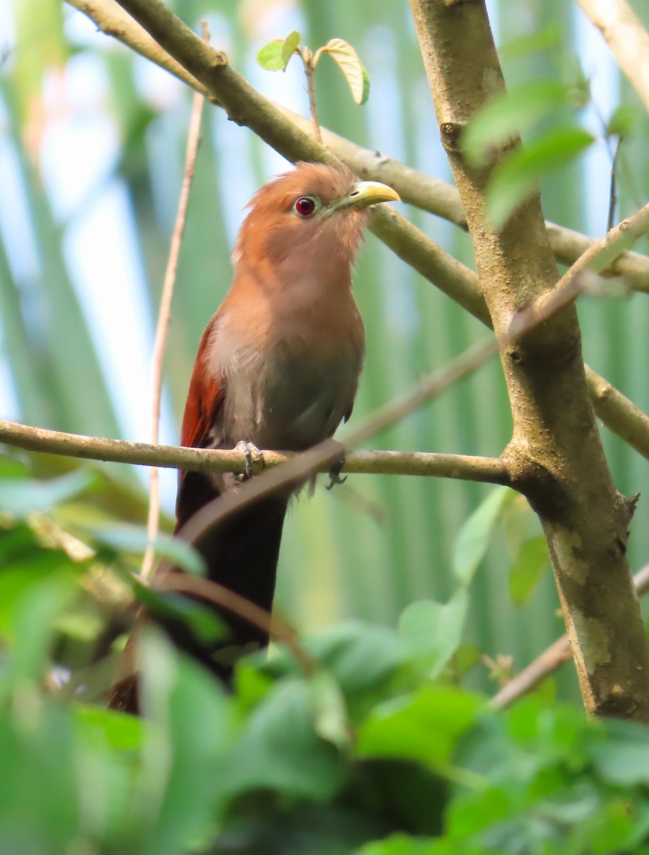 Common Squirrel-Cuckoo - Jes Christian Bech