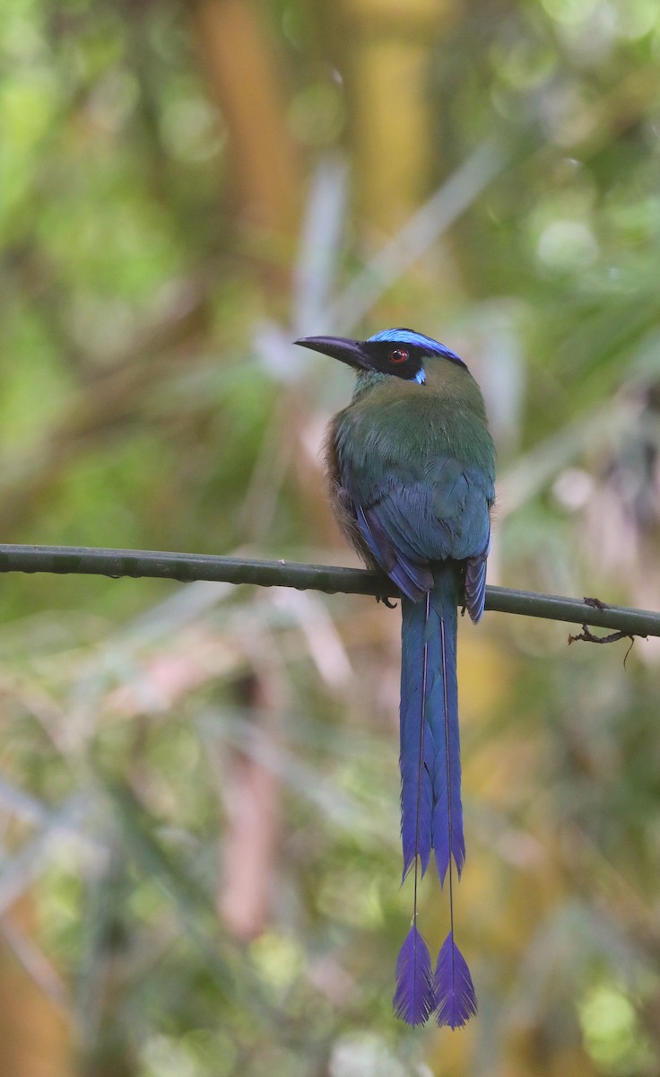 Andean Motmot - Thomas Galewski