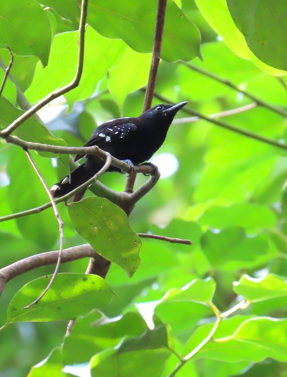 Dot-winged Antwren - Jes Christian Bech