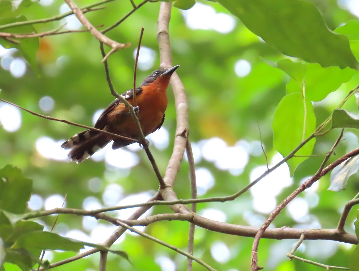 Dot-winged Antwren - Jes Christian Bech