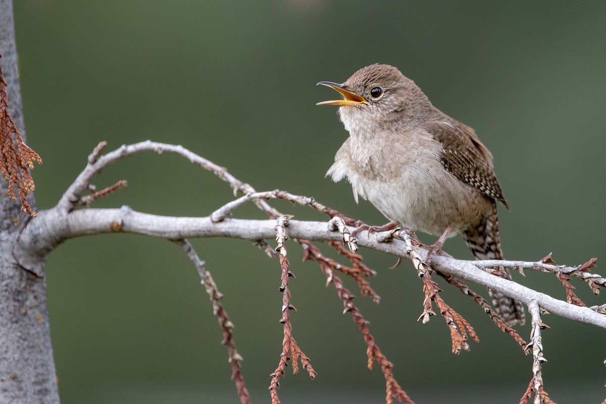 Northern House Wren - ML569959741